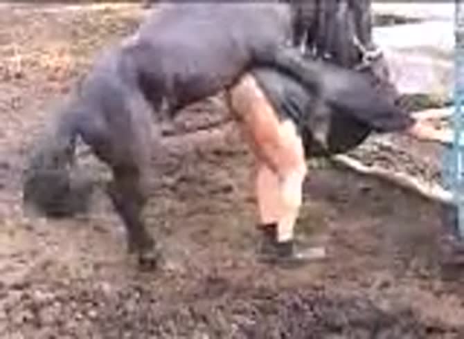 Video :Big ass gay beastiality sex with a horse